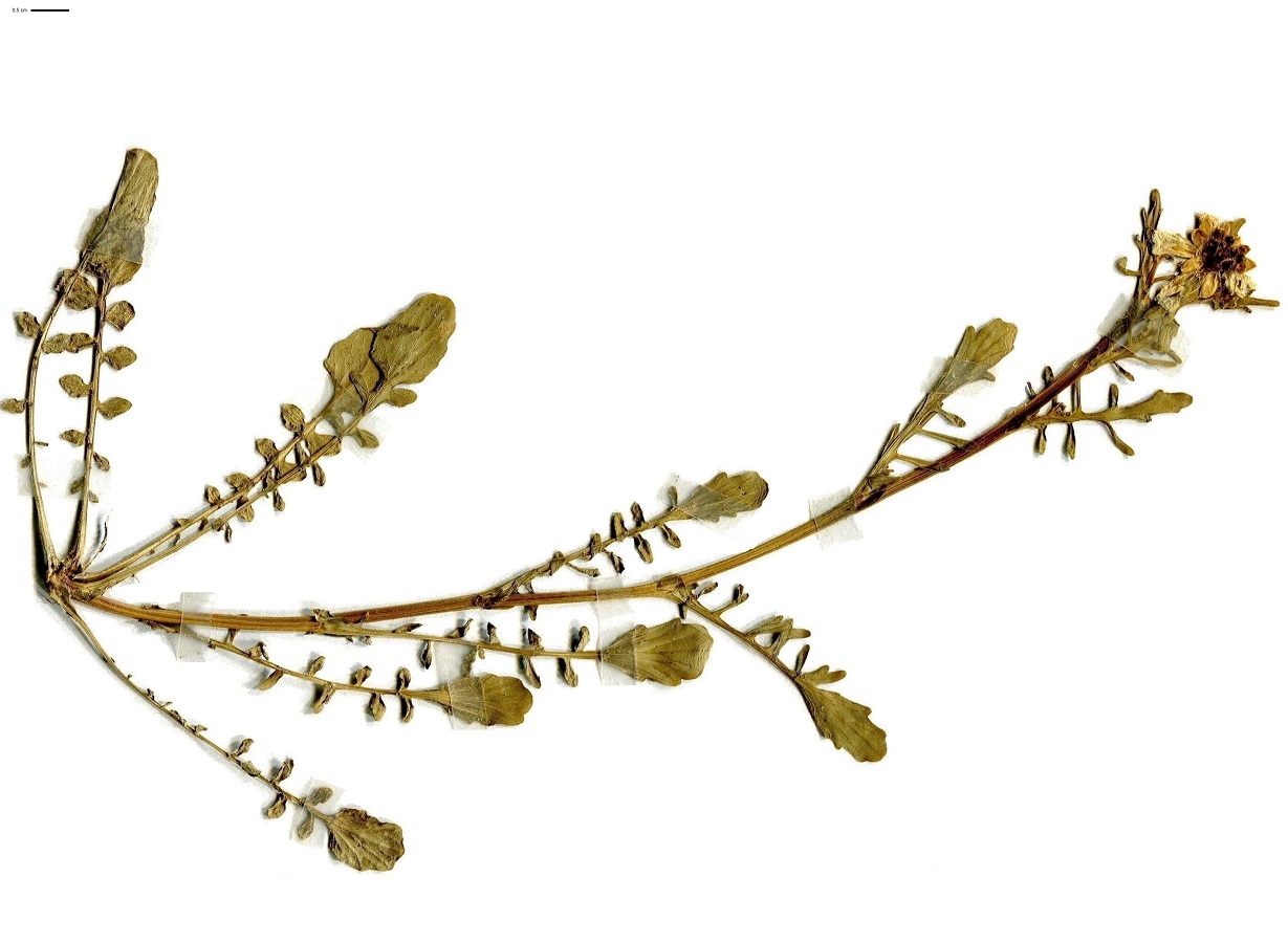 Barbarea verna (Brassicaceae)